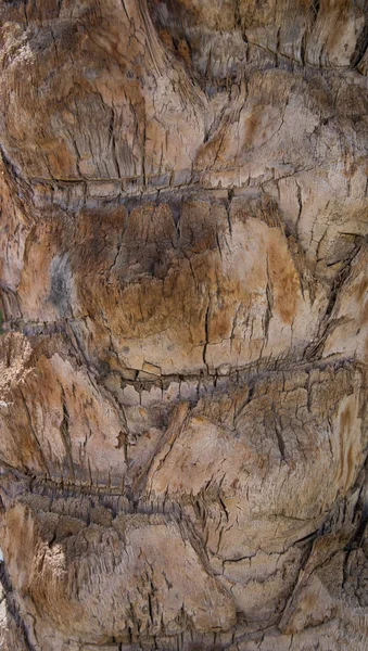 Close up van houtstructuur. Houten palm textuur macro — Stockfoto
