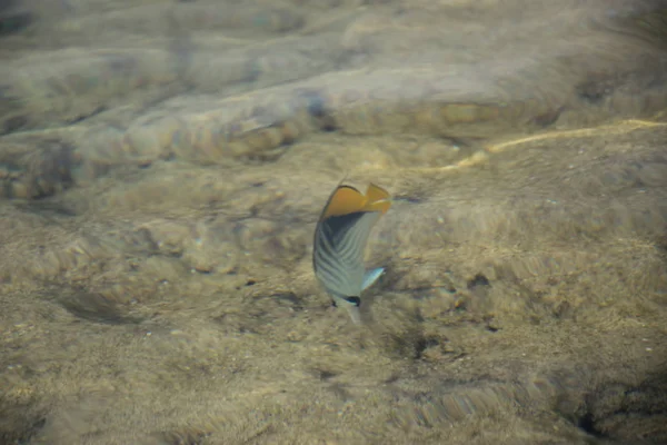 Red sea bright fish in water stones