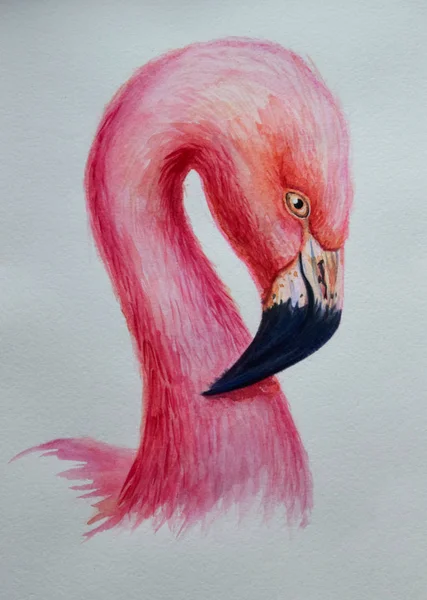 水彩火烈鸟粉红色手绘插图鸟轮廓肖像艺术打印 — 图库照片