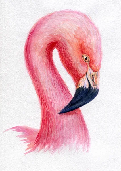水彩火烈鸟粉红色手绘插图鸟轮廓肖像艺术打印 — 图库照片