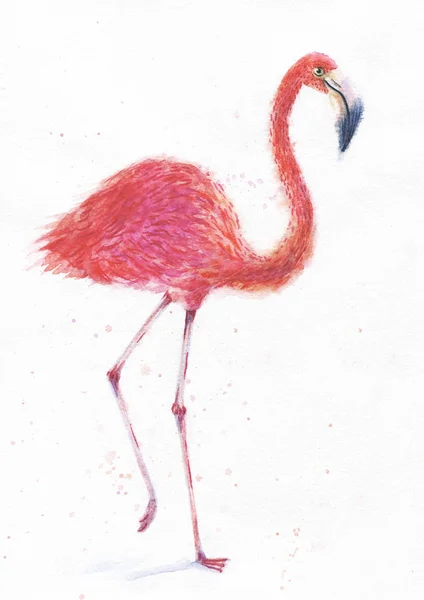 粉红色的火烈鸟水彩手绘的鸟艺术版画飞溅, 彩色颜料滴。白色背景上的美丽插图 — 图库照片