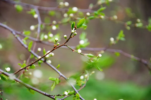 Весняний фон бутони гілочки абрикоси — стокове фото