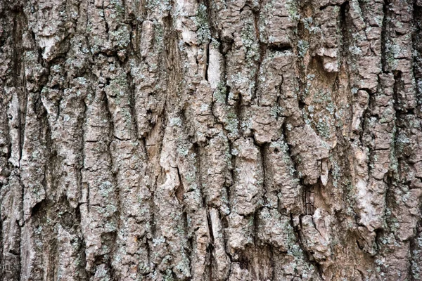 Oude boom textuur met schors en moss — Stockfoto