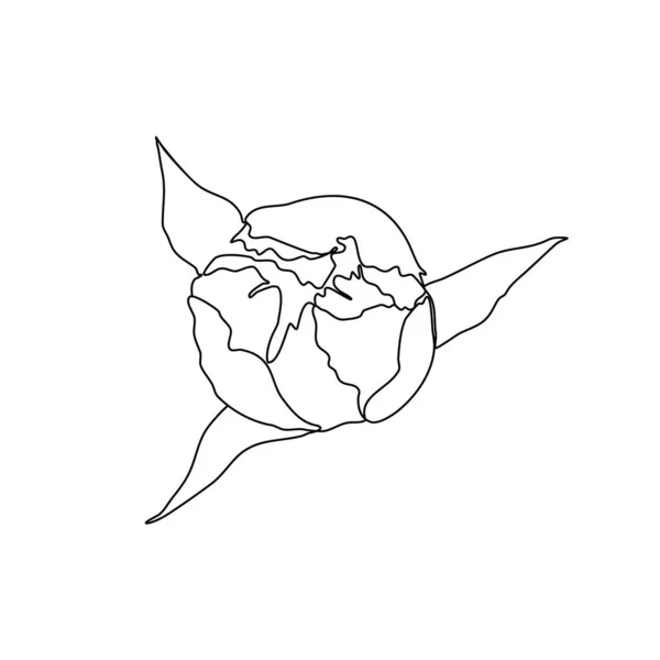 Continuous one line peony vector illustration on white background. Outline illustration Vector doodle drawing icon. Peony Linear Continuous line, minimalistic concept for interior decoration, postcard — Stock Vector