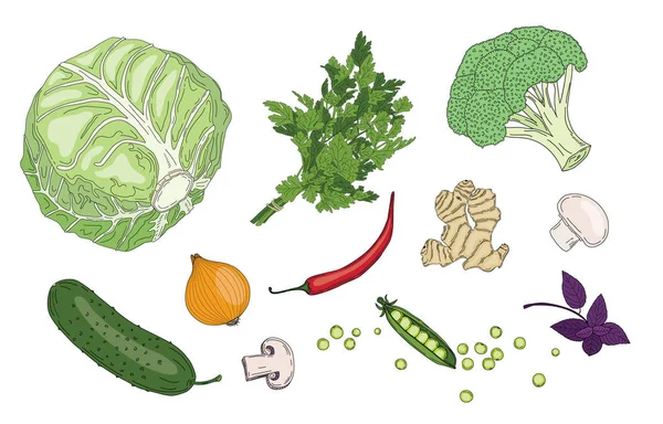 Vejetaryen Gıda sebze ve otlar taze bahar yeşil organik vektör toplama — Stok Vektör