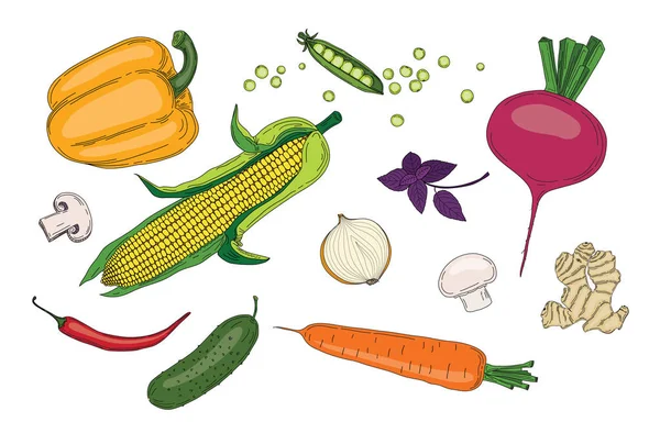 Vejetaryen Gıda sebze ve otlar taze bahar yeşil organik vektör toplama — Stok Vektör