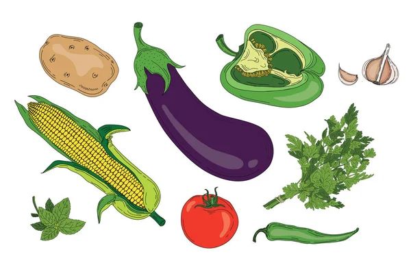 Gemüse und Kräuter frische frühlingshafte grüne Vektorsammlung vegetarischer Lebensmittel — Stockvektor