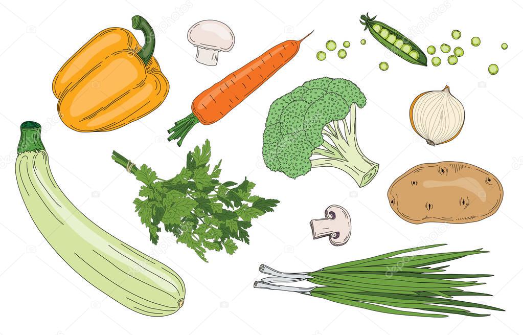 Vegetables and herbs fresh spring green organic vector collection of vegetarian food