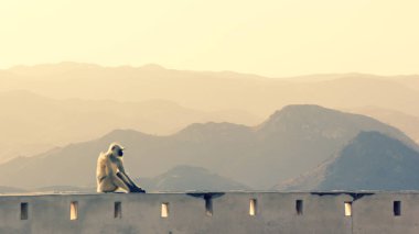 Contemplating maymun