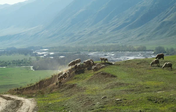 Pâturage de moutons sur un champ — Photo