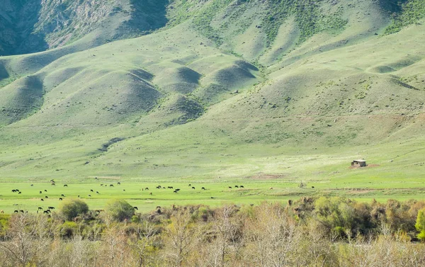 Maison près des montagnes — Photo