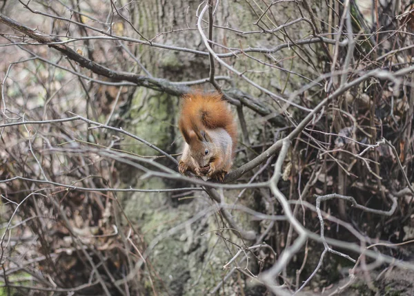 Écureuil Manger Dans Parc — Photo