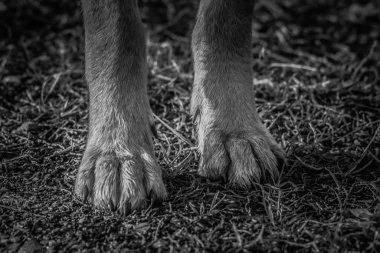 Dosyalanmış bir köpek.
