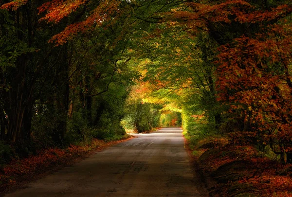 Jalan-jalan musim gugur Stok Foto Bebas Royalti