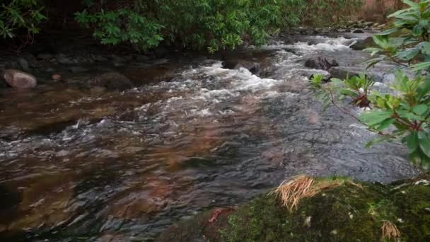 Espectacular Cámara Lenta Vídeo Alta Definición Arroyo Montaña Con Entorno — Vídeo de stock