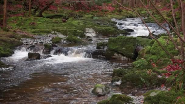 Spectacular Slow Motion Video Mountain Creek Scenic Surroundings — Stock Video