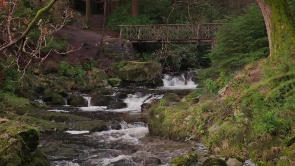 Spectaculaire Ralenti Vidéo Ruisseau Montagne Avec Environnement Pittoresque — Video