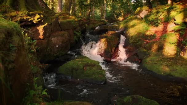 Espectacular Vídeo Del Arroyo Montaña Entre Entorno Escénico — Vídeos de Stock