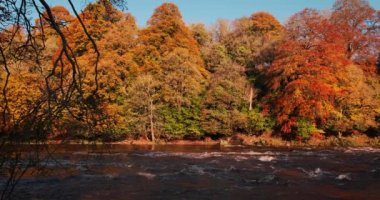 Altın sonbahar renklerinde manzaralı Boyne Nehri ve Vadisi 'nin muhteşem ve resimli 4K videosu.