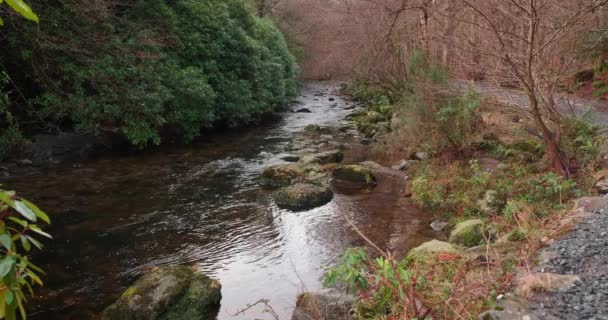 Spectacular Video Mountain Stream Scenic Surroundings — Stock Video