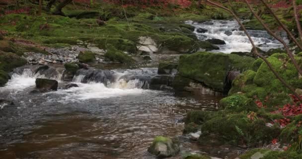 Θεαματικό Βίντεο Του Mountain Stream Γραφικό Περιβάλλον — Αρχείο Βίντεο