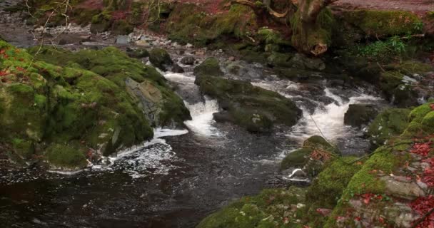 Espectacular Vídeo Del Arroyo Montaña Entre Entorno Escénico — Vídeo de stock