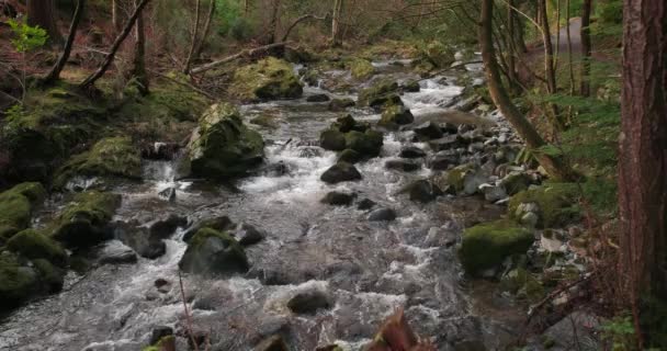 Spectaculaire Vidéo Ruisseau Montagne Parmi Les Environs Pittoresques — Video