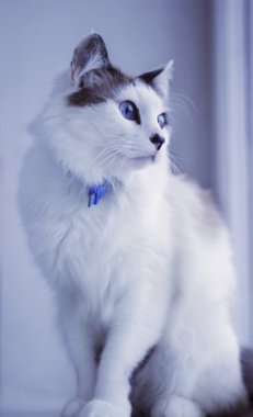 kedi Bali kedi kedi kedi gözlü