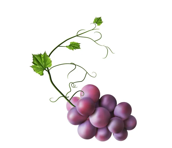 Ramo fresco de uvas púrpura — Archivo Imágenes Vectoriales