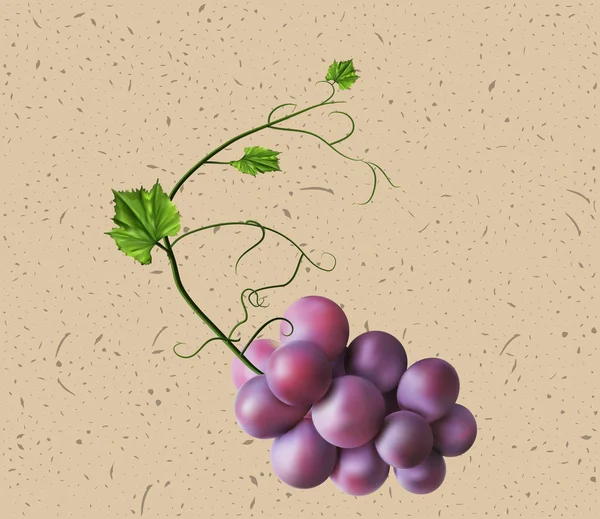 Ramo fresco de uvas púrpura — Vector de stock