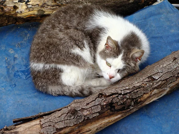 외로운 옛 아픈 고양이 거리에 생활입니다. 노숙자 브라운 . — 스톡 사진