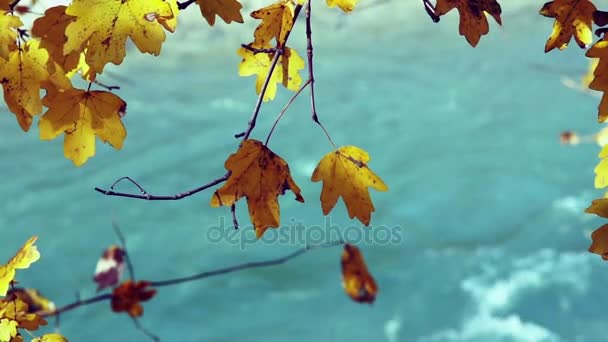 Gałęzi drzewa z żółty jesienny liść nad wodą. — Wideo stockowe