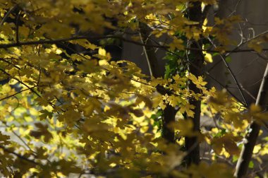 Güneşli Doğa Sonbahar sarı ağaç dalları ile arka plan. Golden ışınları.
