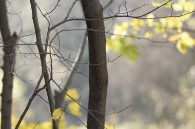 Güneşli Doğa Sonbahar sarı ağaç dalları ile arka plan. Golden ışınları.