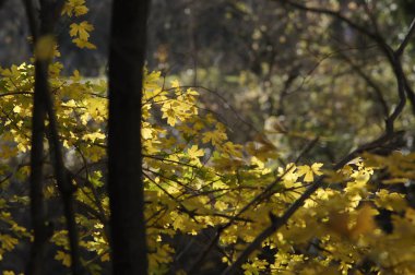 Güneşli Doğa Sonbahar sarı ağaç dalları ile arka plan. Golden ışınları.
