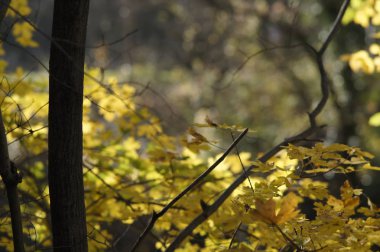 Güneşli Doğa Sonbahar sarı ağaç dalları ile arka plan. Golden ışınları.