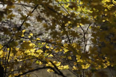 Güneşli Doğa Sonbahar sarı ağaç dalları ile arka plan. Golden ışınları.
