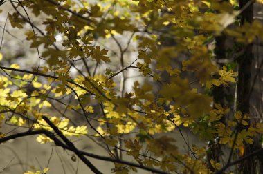 Güneşli Doğa Sonbahar sarı ağaç dalları ile arka plan. Golden ışınları.