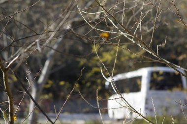 Sonbahar sarı ağaç dalları ile güneşli doğa arka plan.