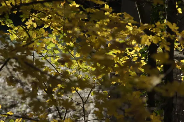 Güneşli Doğa Sonbahar sarı ağaç dalları ile arka plan. Golden ışınları.