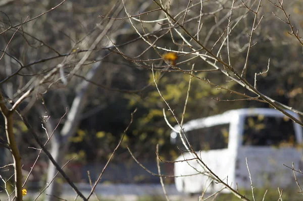 Sonbahar sarı ağaç dalları ile güneşli doğa arka plan.