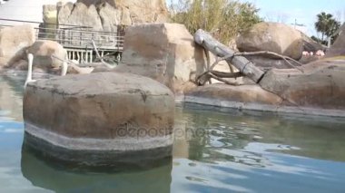 büyük su kuşları tüylerini doğal gölet Park temizler