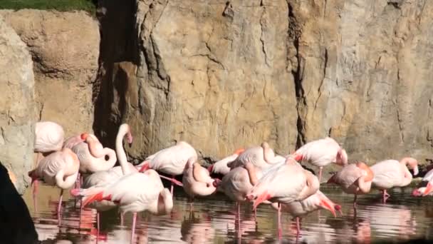 Flamingo rosa grande limpia plumas en el parque natural del estanque — Vídeos de Stock