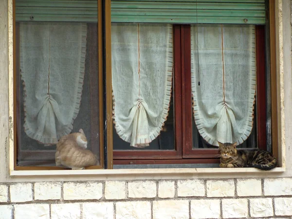 Gli animali domestici sono al sole intorno alla fattoria. vicino alla finestra con le tende . — Foto Stock