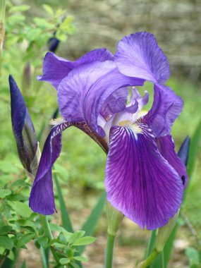 Yeşil zemin üzerine kırmızı Lily çiçek portre.