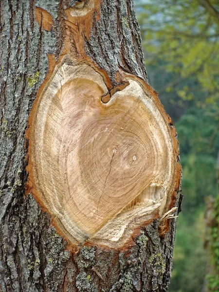 Clean cut slice of large tree closeup — Stock Photo, Image