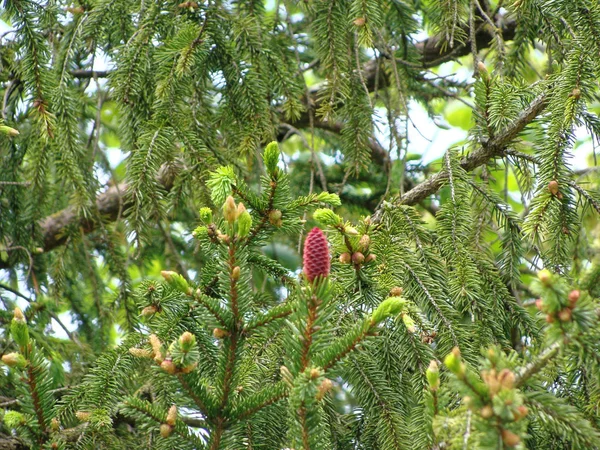 Rosa stor bula på ett vintergrönt träd, ädelgran. — Stockfoto