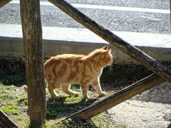 Pets are set in sun around the farmhouse. near door with curtains. — Stock Photo, Image