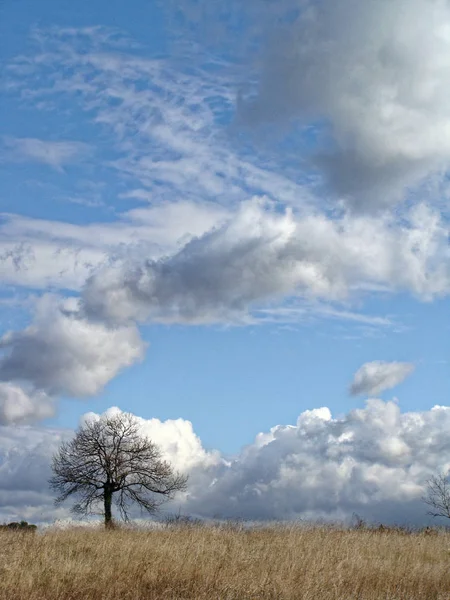 Arbre solitaire sans feuilles à la fin de l'automne dans le champ. Ciel bleu infini avec nuages . — Photo