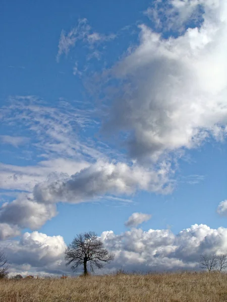 Lonely Drzewo bez liści w późną jesienią w pole. Nieskończone błękitne niebo z chmurami. — Zdjęcie stockowe